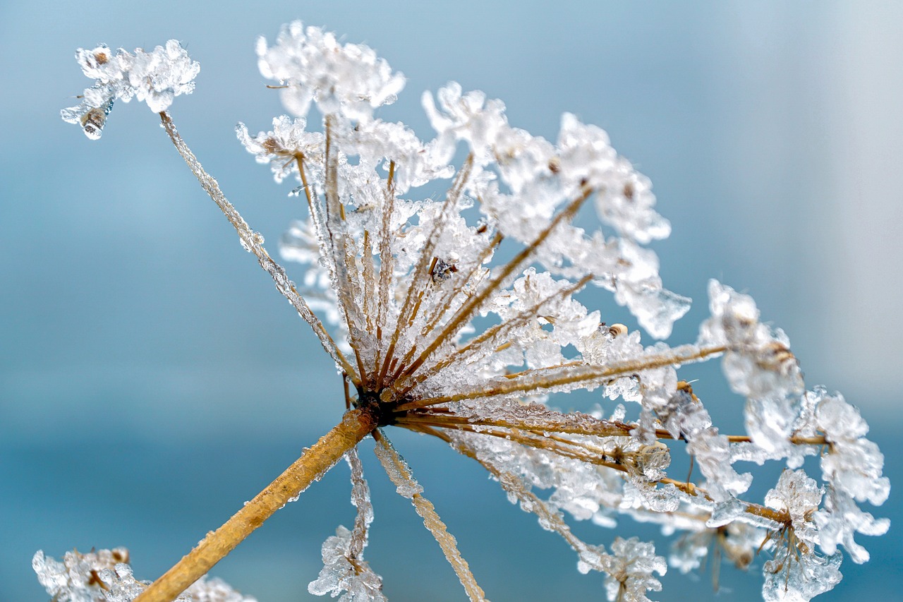 hemlock, plant, frost-4530921.jpg